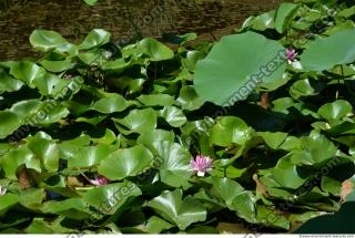 Photo Texture of Nature